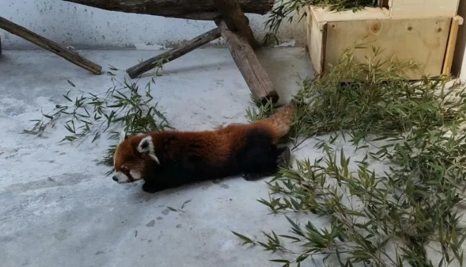 一起来关爱它们!苍山明星小熊猫回家了!