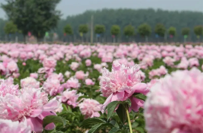 菏泽万达来了位姓禧的“贵客”带了百万豪礼还免费送芍药园门票