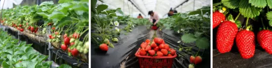 比心株洲，致敬美好 | 10000株草莓空降株洲