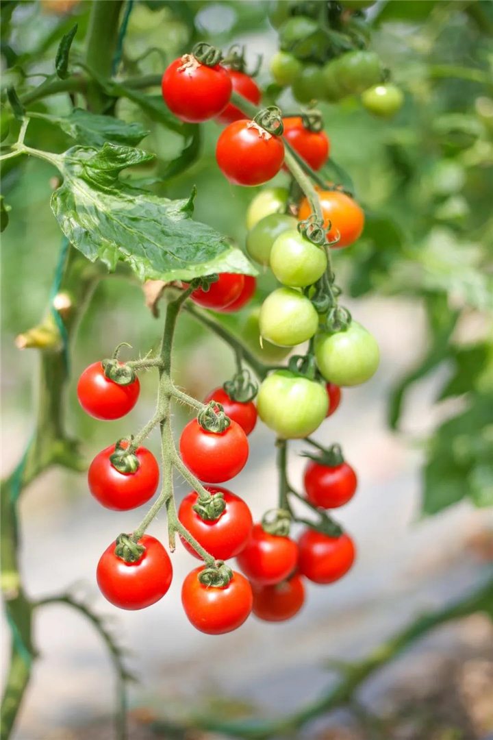 有机高品质的番茄 让你找回真正的“内味儿”