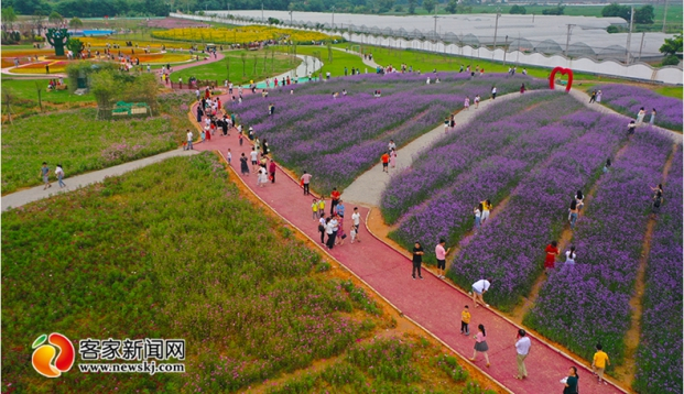 南康区：百亩花海绽放 花香四溢引客来