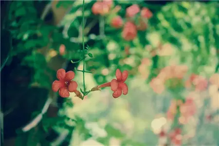 【正弘云起百花湖】生如夏花·凌霄绚烂