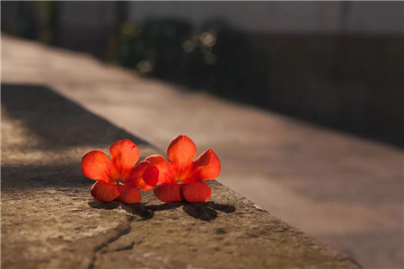 【正弘云起百花湖】生如夏花·凌霄绚烂