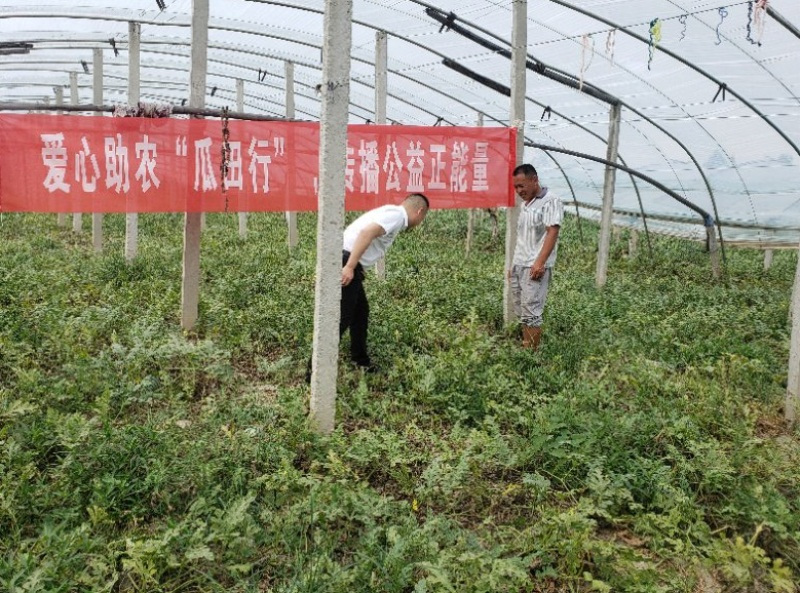 万城花开丨爱心助农“瓜田行”传播公益正能量在行动