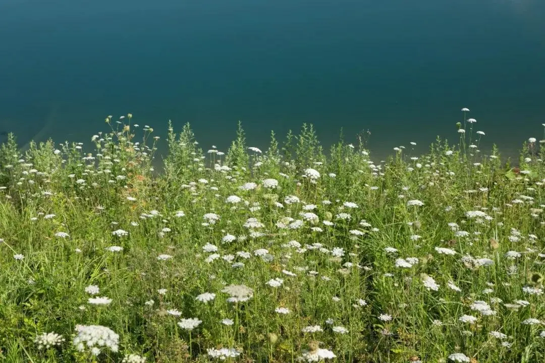 「天辰·景界」｜植物景观设计焕活全新生命力