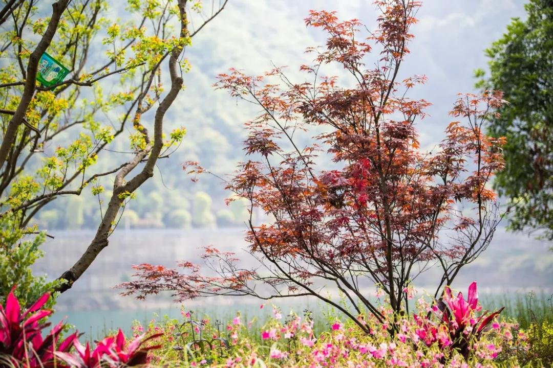 「天辰·景界」｜植物景观设计焕活全新生命力