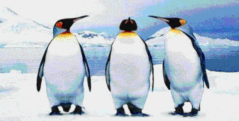 零下5度的上饶，快来这里免费领养“企鹅”啦！