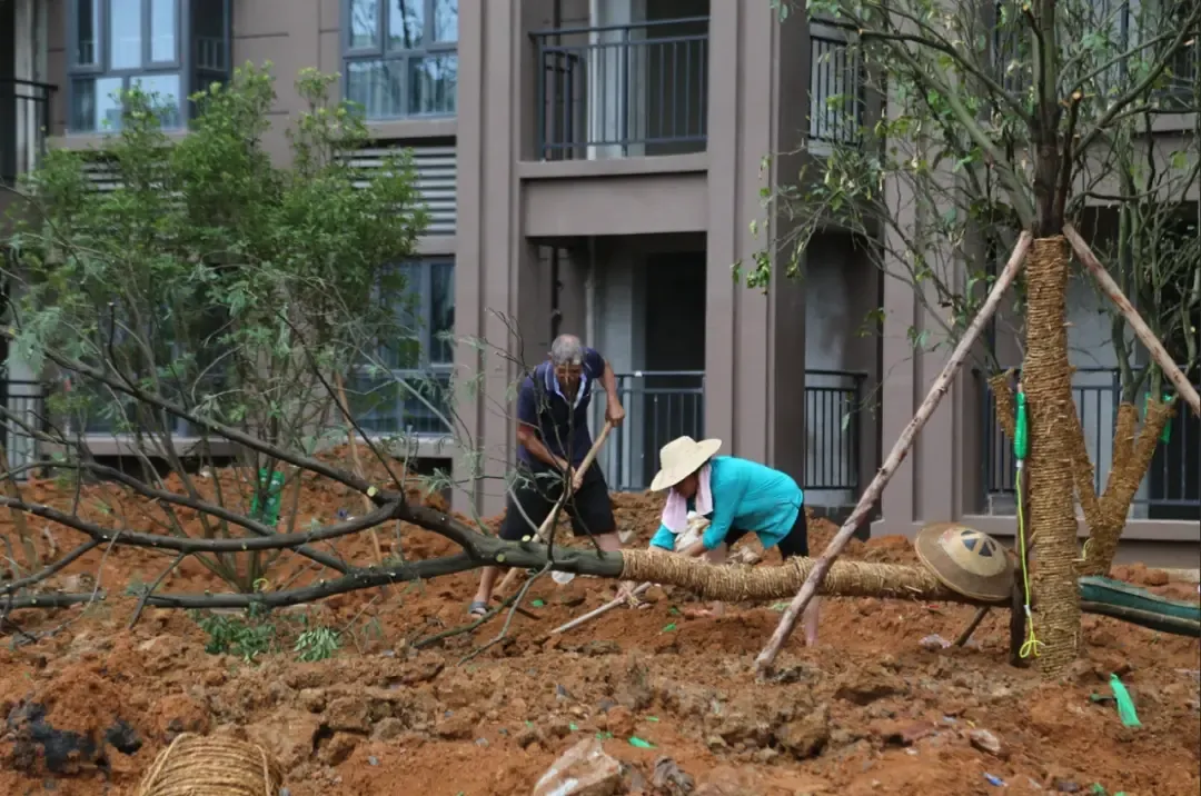 工程进度园林景观施工家期已近