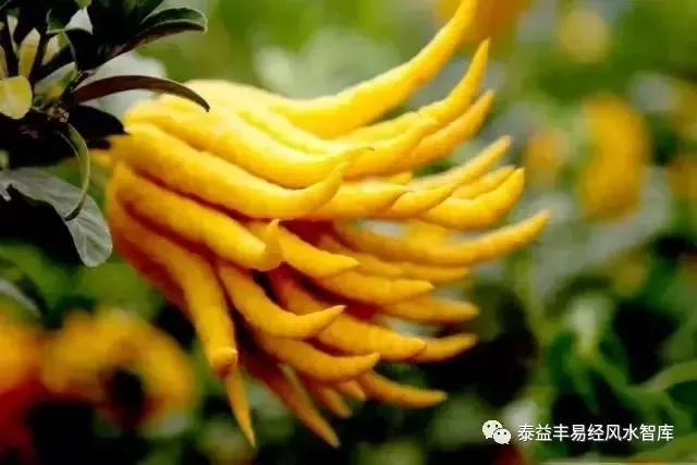 风水吉祥物:佛手,恰如佛祖之手,仿佛可以指点迷津,得"福寿"