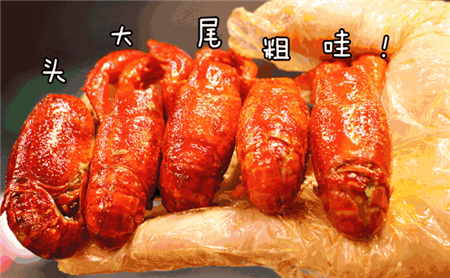 【春风十里】2米龙虾锅惊现，速来围观！！！