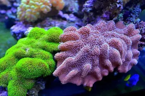 黄石惊现一座极地海洋世界！极地企鹅、巨型海狮、珊瑚show、梦幻水母……一大波深海来客正在抵达！