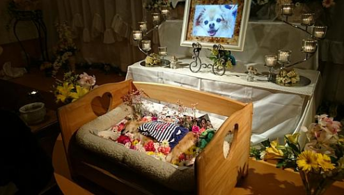 日本还会为逝去的宠物办理豪华葬礼，就像对待自己家人一样，甚至会在家里设置灵牌供奉。.png