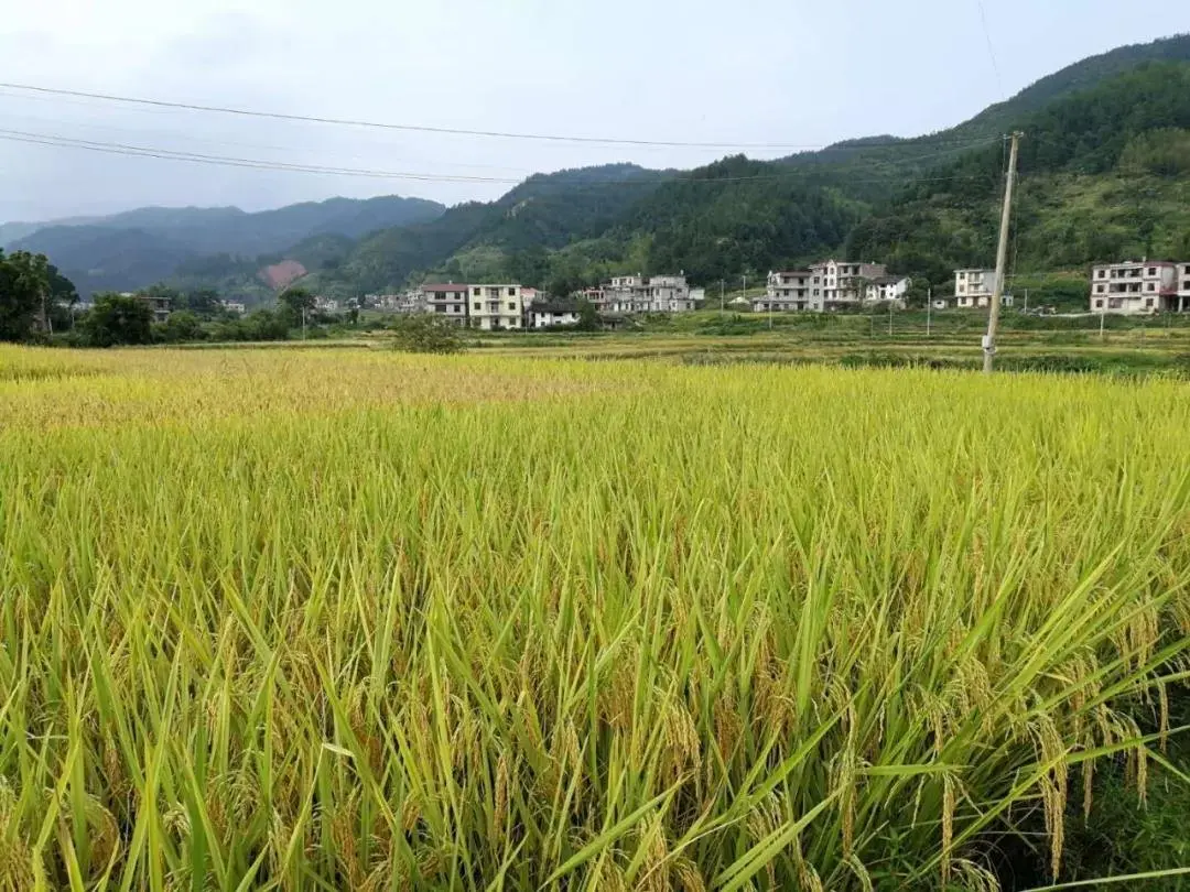 【教师节前特辑】我们的村小学......