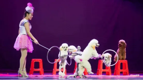 萌宠动物表演,凶猛狮虎表演,杂技表演等应有尽有~邀您共赏视觉盛宴!