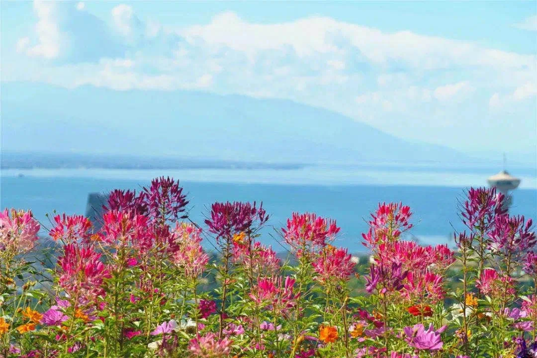 更多精彩曝光 首部文旅微综艺《出逃计划》拍摄取景大理云想山