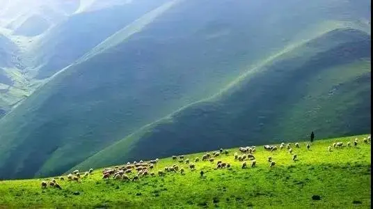 锦绣爨乡丨芳草鲜美 牛羊满山 一望无垠