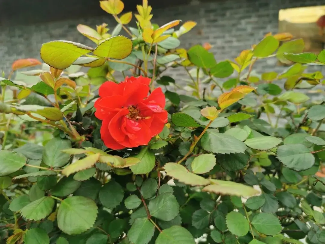 三八女神节来了，女人们心念念这个地方......