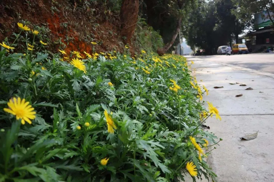 加宽升级！芒市这条路焕发新貌......