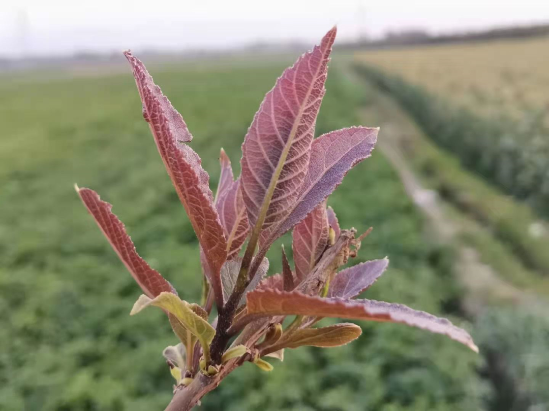 春天，来芒市实现野菜自由吧！