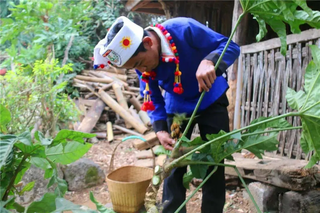 春天，来芒市实现野菜自由吧！