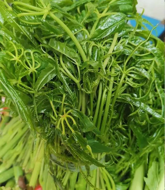 春天，来芒市实现野菜自由吧！