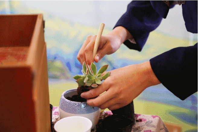 手植绿意 拾趣风景 | 汇丰·胜东花园多肉盆栽DIY与你相约