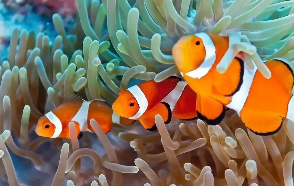 中建府海陆空动物园开园了免费送票萌动全城