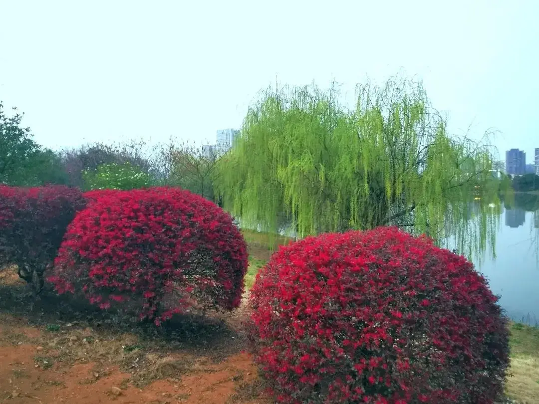 又是花红柳绿时，踏春后河人文谷