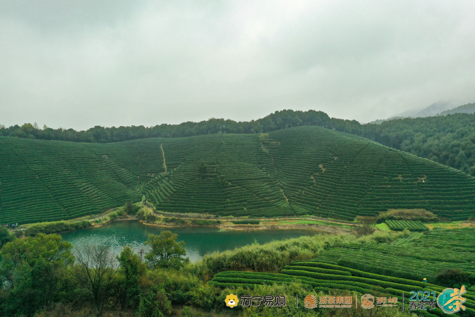 浙茶集团战略签约苏宁易购，合建200亩西湖龙井核心产区茶叶基地