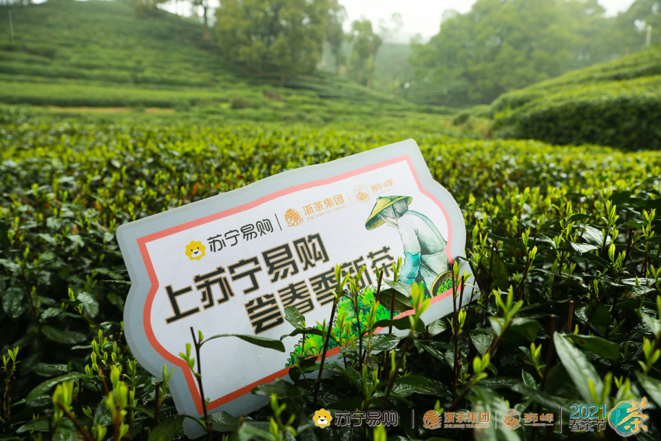 浙茶集团战略签约苏宁易购，合建200亩西湖龙井核心产区茶叶基地