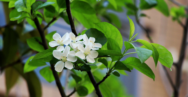 绿地·香格里拉：人间三月芳菲始，春暖花开正逢时！