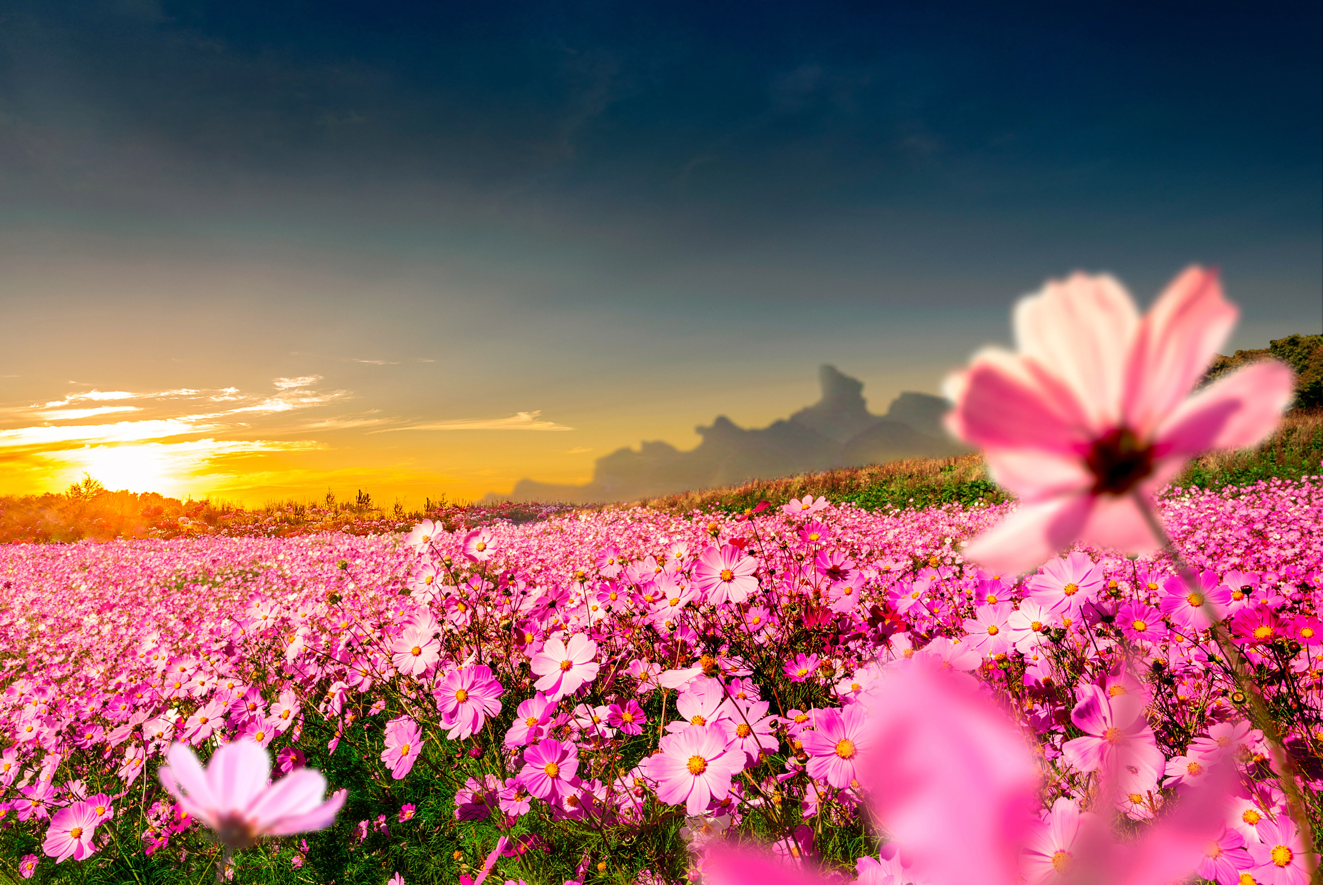 大自然花海图片大全图片