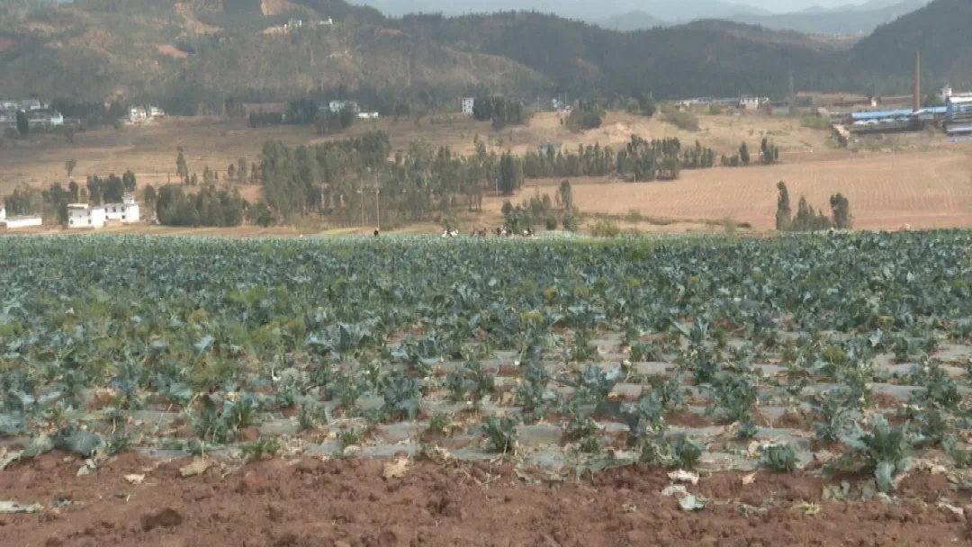 目前巍山有哪些重大项目?州委督察组到巍督察推进情况