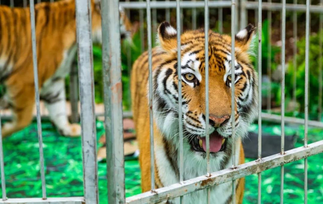疯狂动物园老虎图片