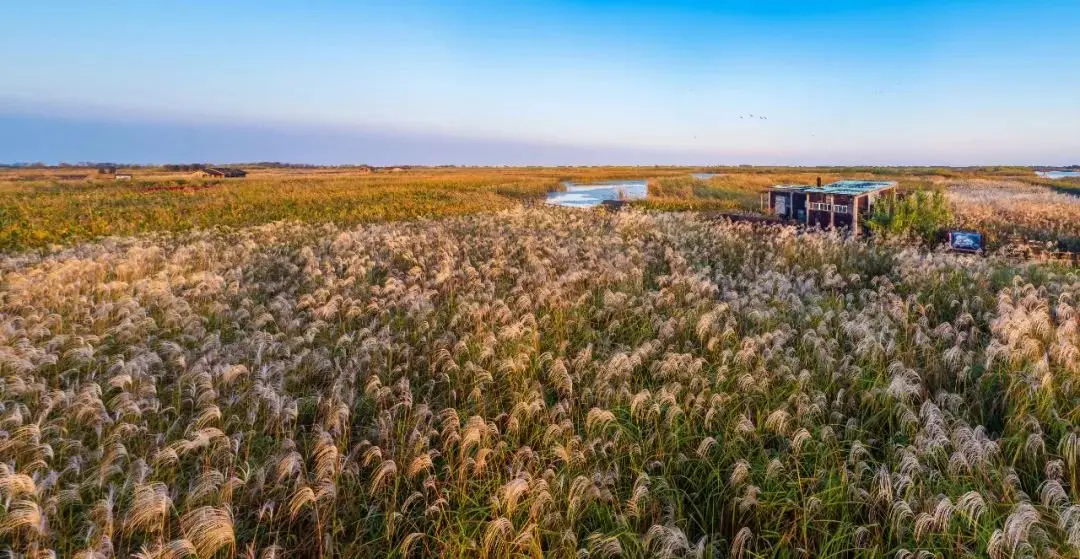 杭州湾湿地公园照片图片