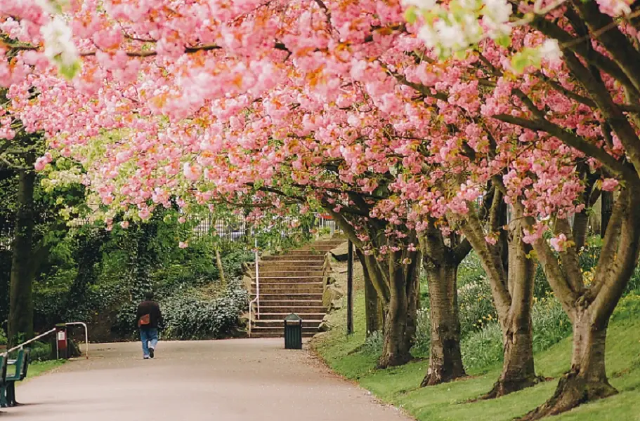 实地君兰汀岸造景观细节赏析