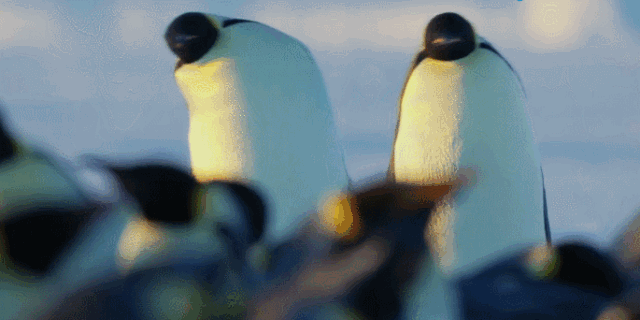 星联澶府丨2021环球企鹅冰雪节等你来,价值188元门票限量领!