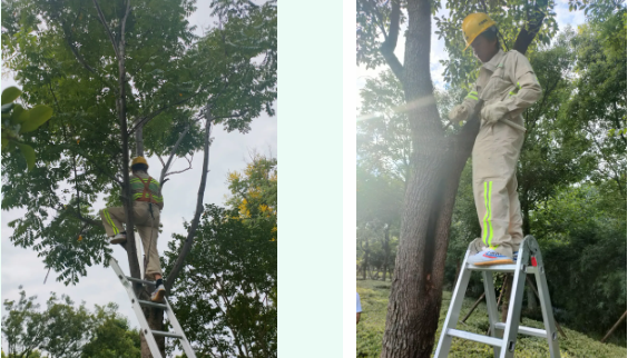 泰州市住建局举办了树木修剪培训