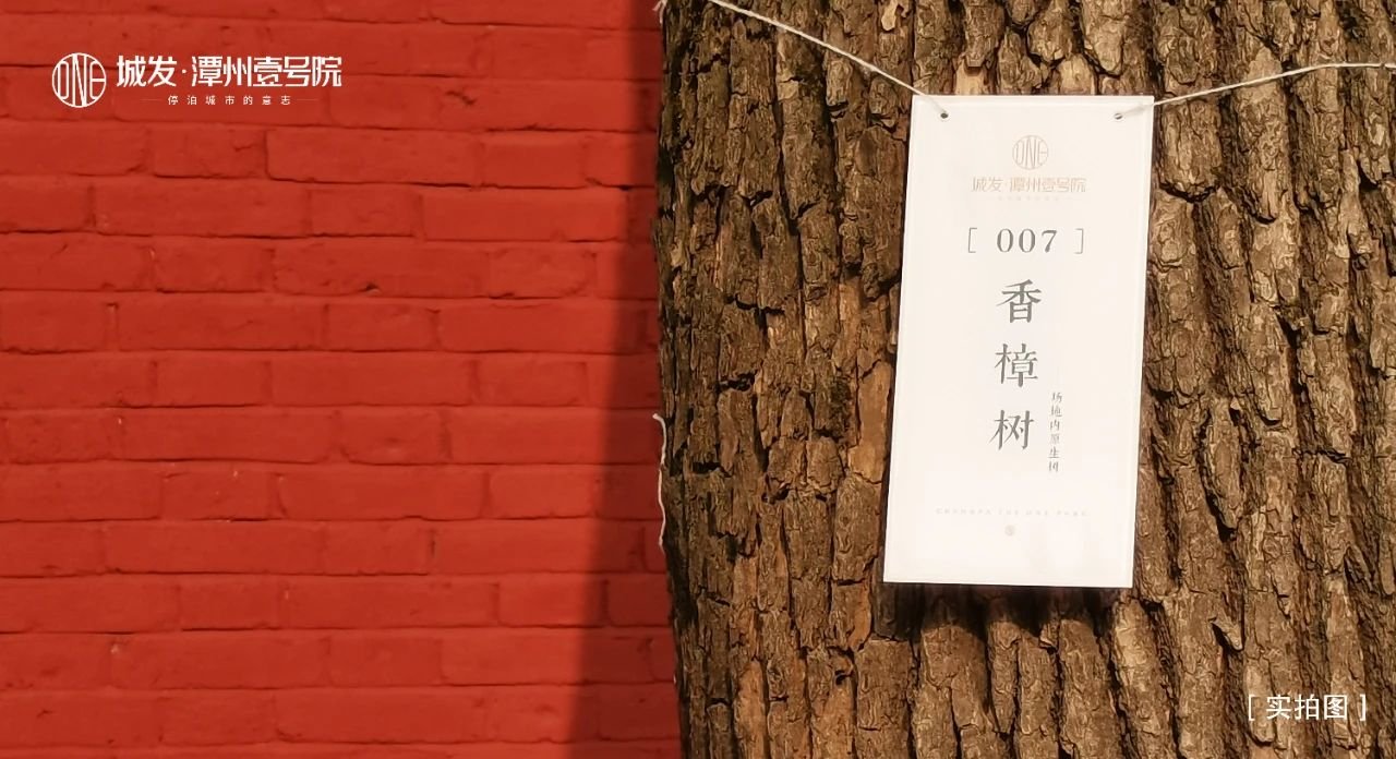 28棵香樟树原址保留 | 和湘潭一起赋新
