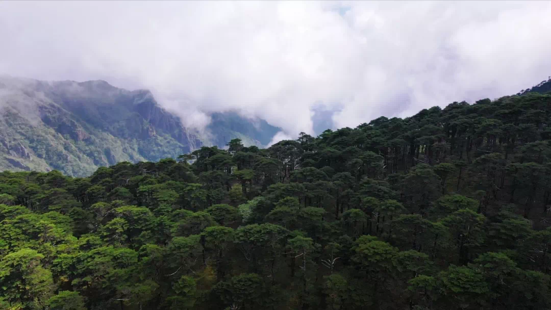 COP15·走进苍山洱海 | 领略苍山洱海生物多样性之美