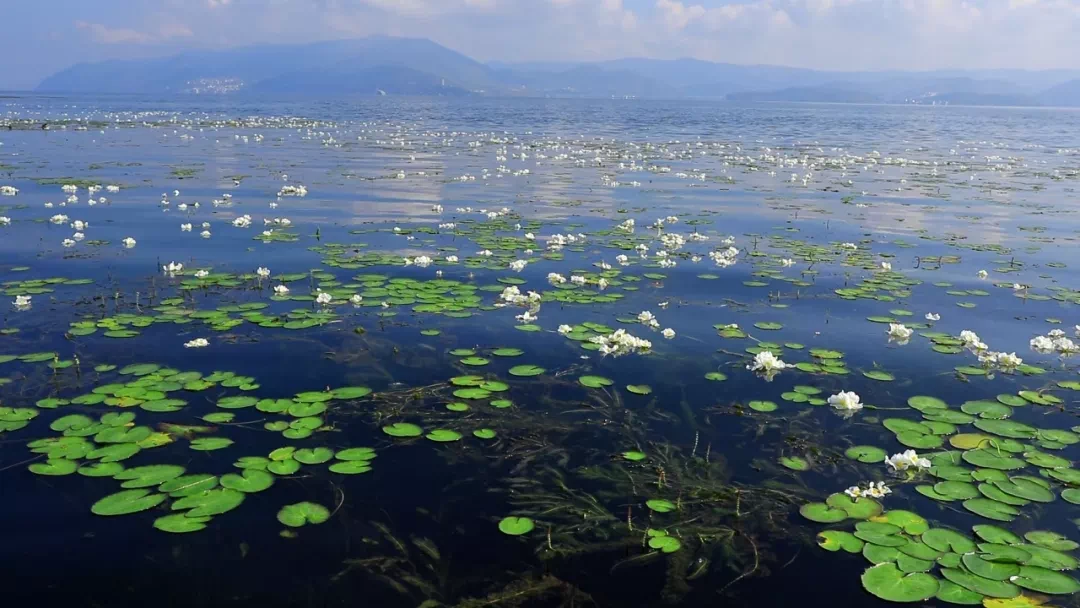 COP15·走进苍山洱海 | 领略苍山洱海生物多样性之美