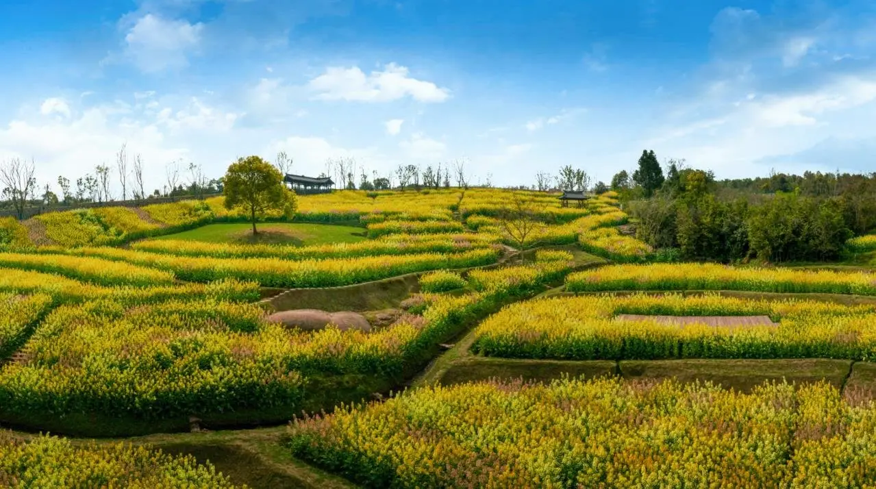 两江龙湾公园油菜花图片