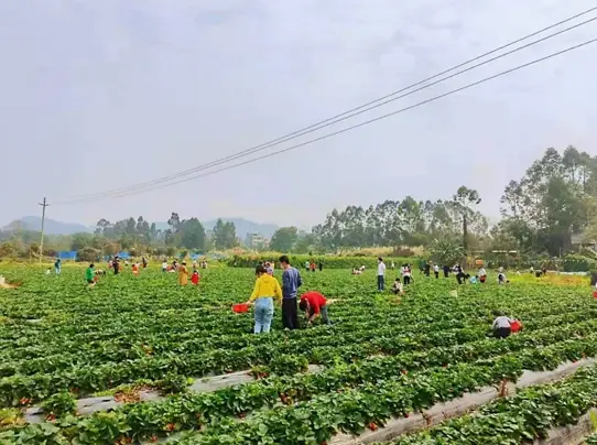 草莓採摘活動歡樂啟動龍湖智創生活打造龍湖式專屬幸福