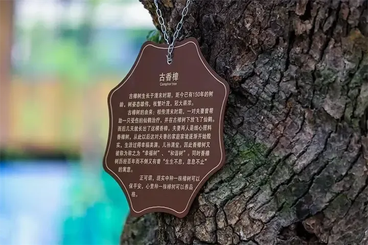 细数人与树的故事为花4年时间保护古树有人放弃了一幢楼