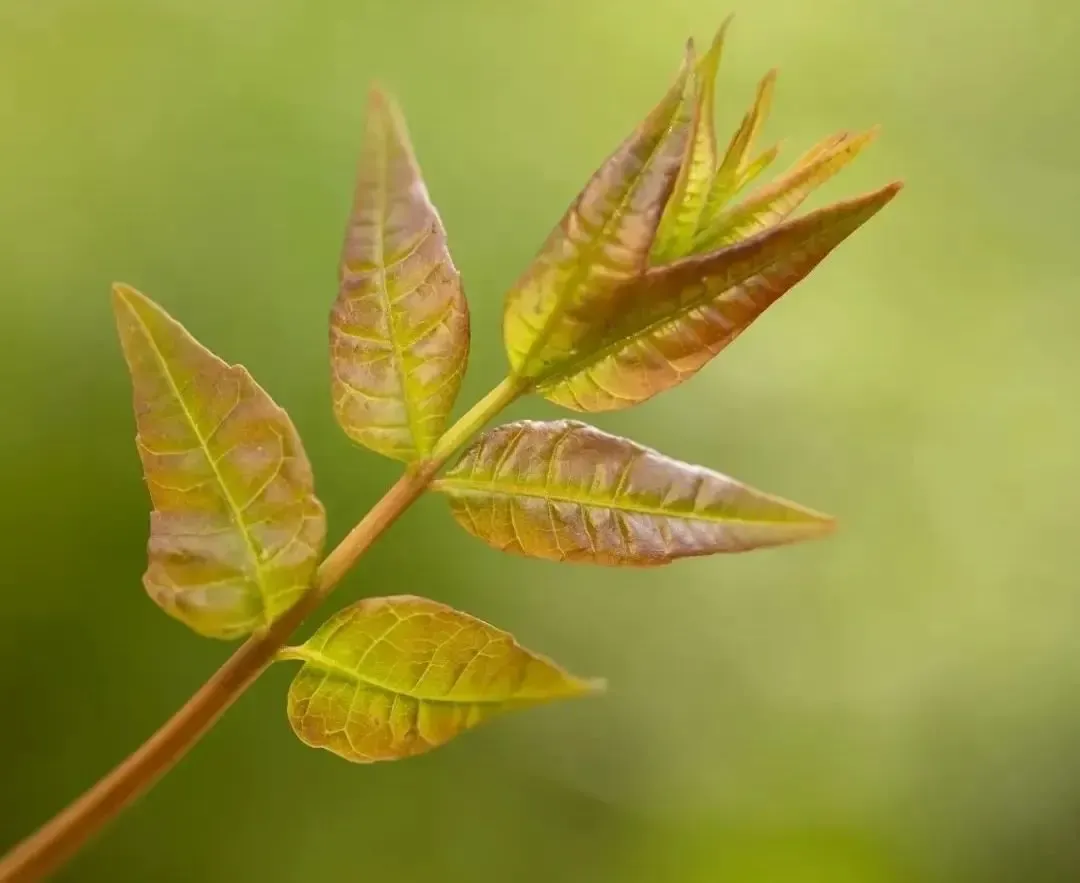 鼓励着他人,像树枝上的香椿嫩芽,越过寒冬,在春天里努力向上生长