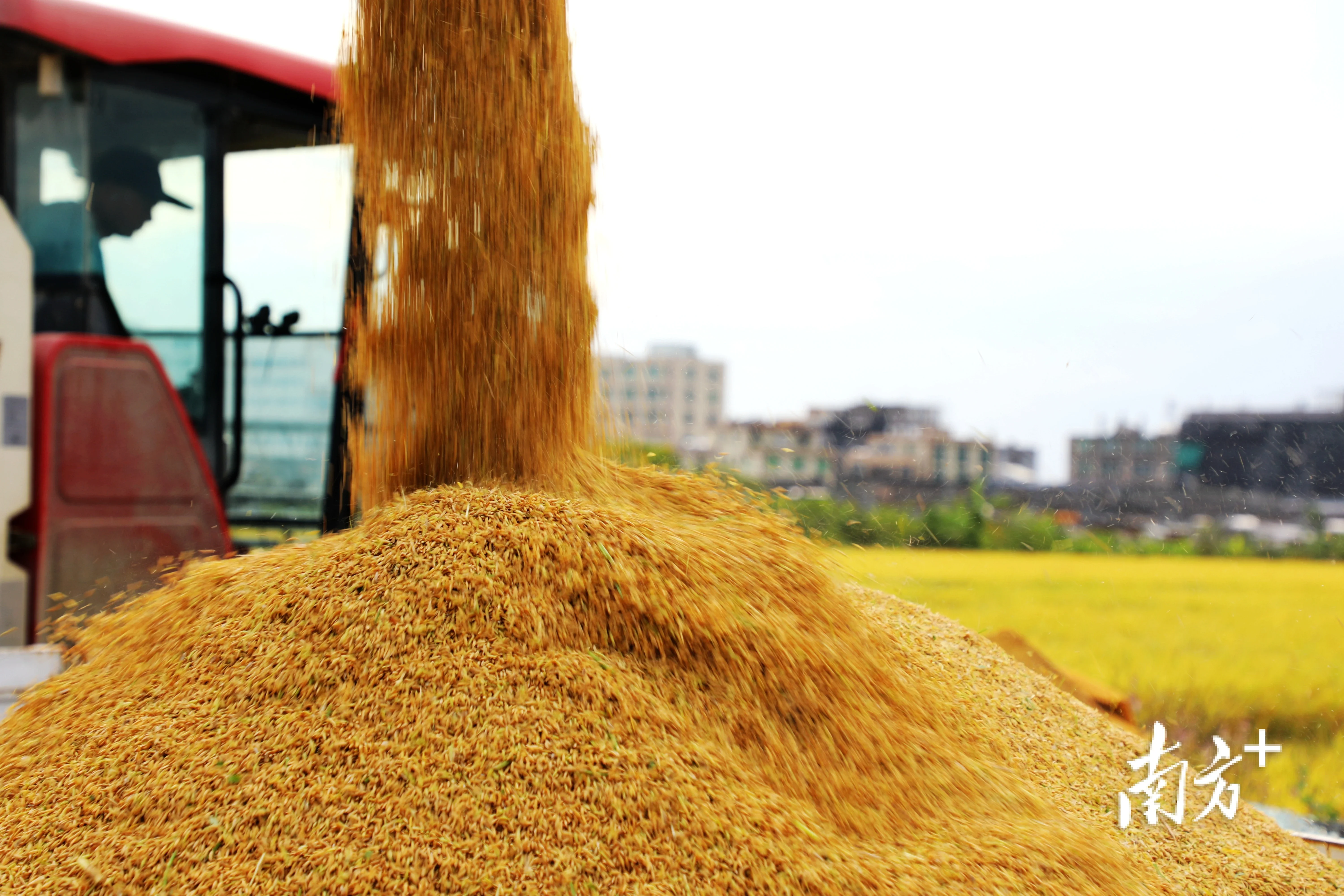 视觉夏收农忙颗粒归仓