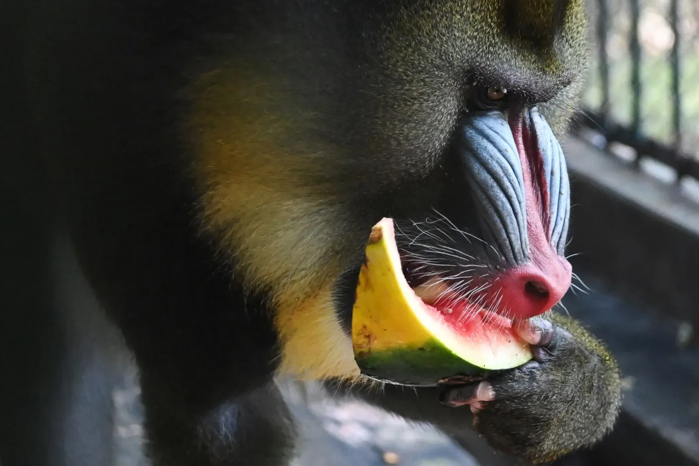 炎炎夏日动物消暑有凉方