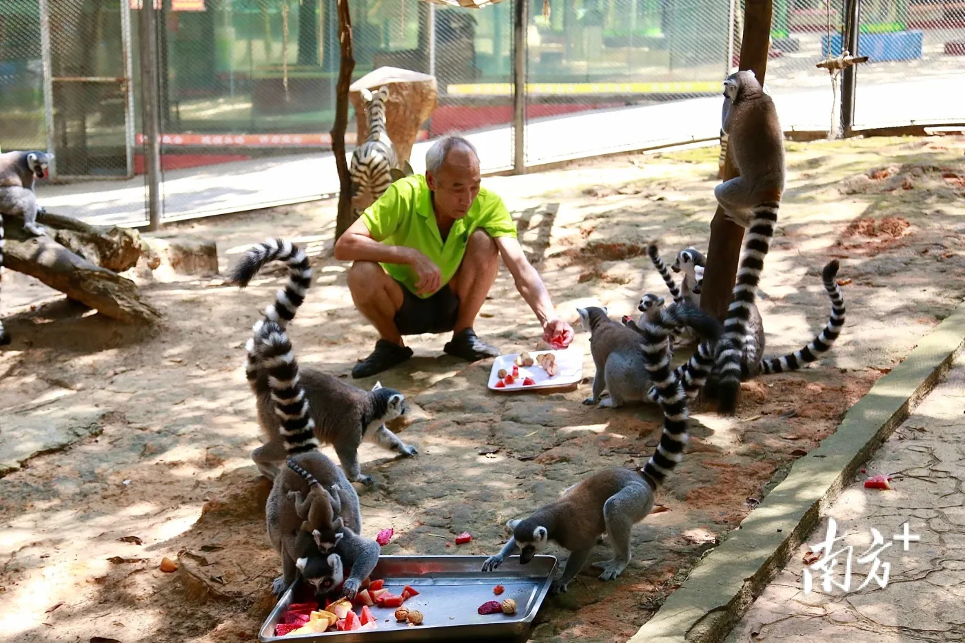 过夏天啦湛江这群小可爱在动物园里泡澡吃西瓜吹风扇