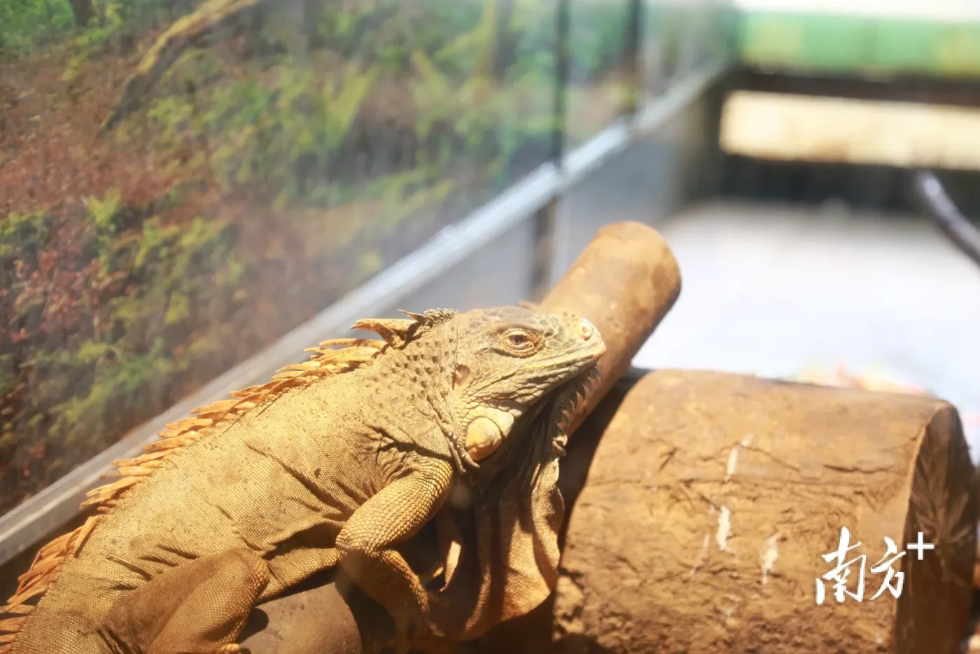 过夏天啦湛江这群小可爱在动物园里泡澡吃西瓜吹风扇