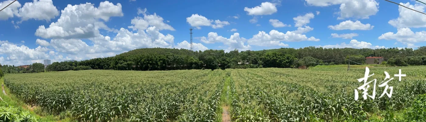 水台镇盘活撂荒地穗穗玉米飘香迎丰收